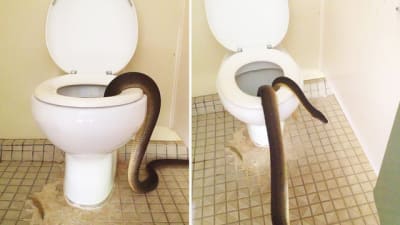 Family Shocked To Find Huge Python Inside Their Toilet