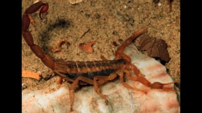 Hot, Dry Summer Has Scorpions In Texas Heading Indoors - Texas A&M Today