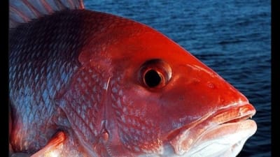 With Red Snapper season starting on June 16th here on the Florida Gulf