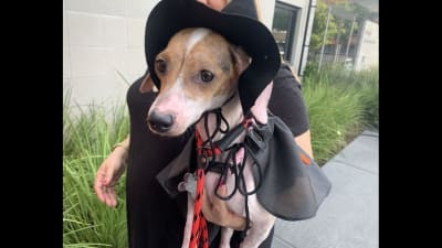 5 costumes to make your dog the star of Halloween