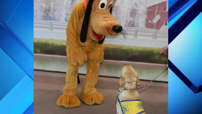 Top Dogs: Disney's Most Beloved Canine Characters – Hour Loop