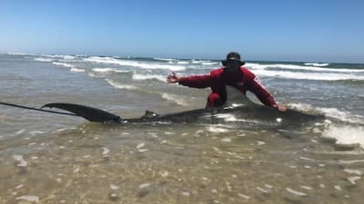 New rules loom for shark fishing