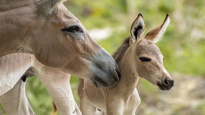Born graham mule top