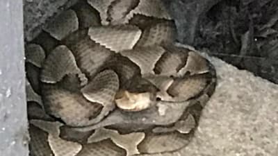 Experts warn Virginia's venomous snakes are out and about