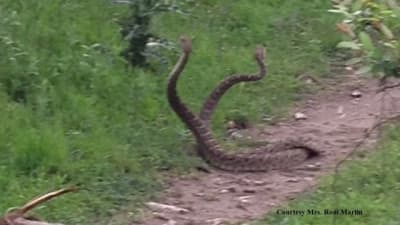 The Snake game. The playing field is colored black and bordered with