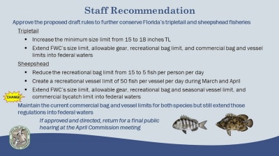 Changes announced to tripletail and sheepshead regulations