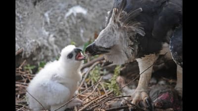 Harpy Eagle Chick (trying to flight for the first time) - HarpyCam # 28 