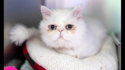 Exotic Adoption: Exotic Kittens for Sale and Adoption 