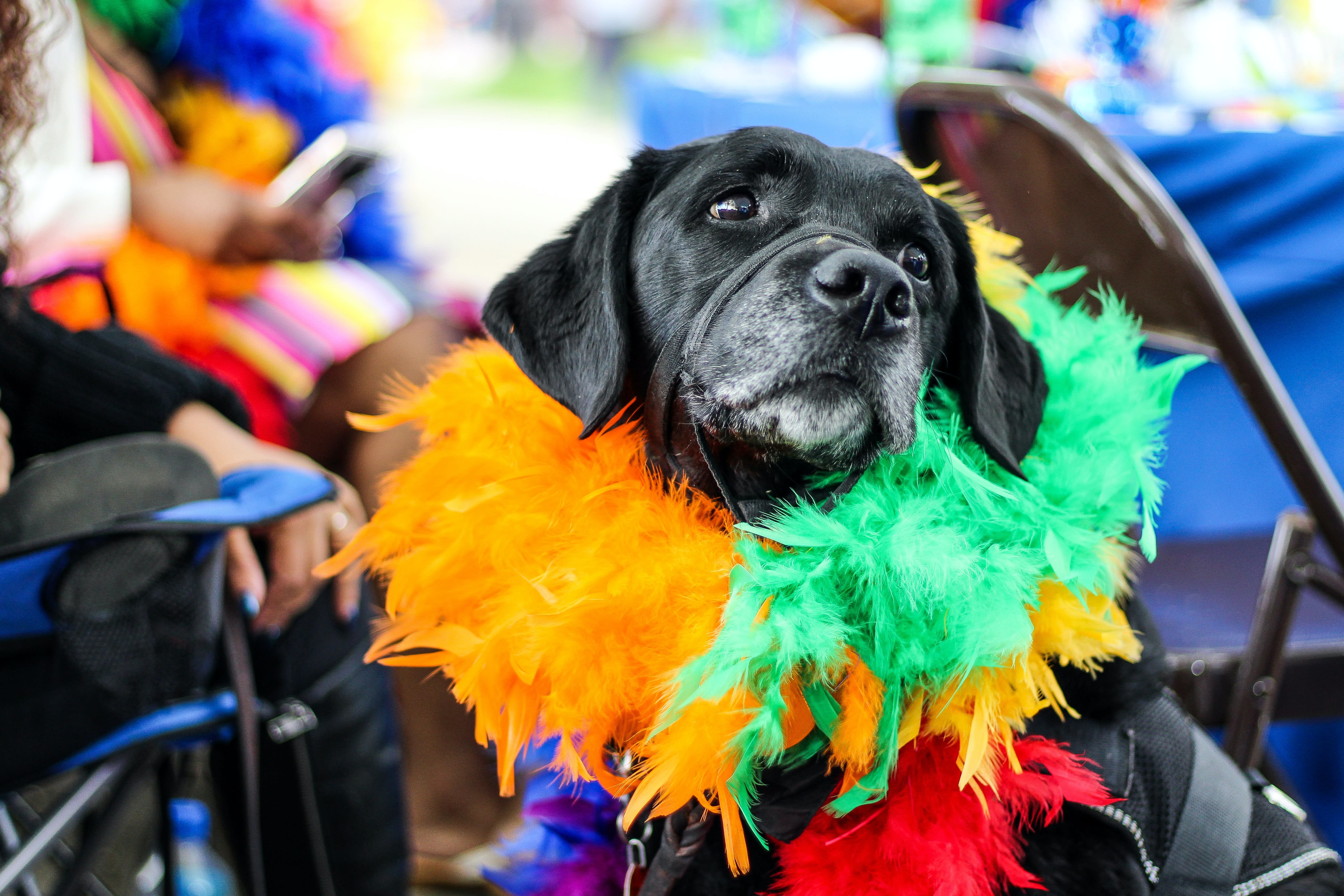 When Our Pets Die Why Do We Say They Cross The Rainbow Bridge