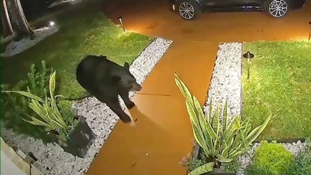 Yes, a Florida black bear used a door handle to break into a car in Longwood. Video proves it