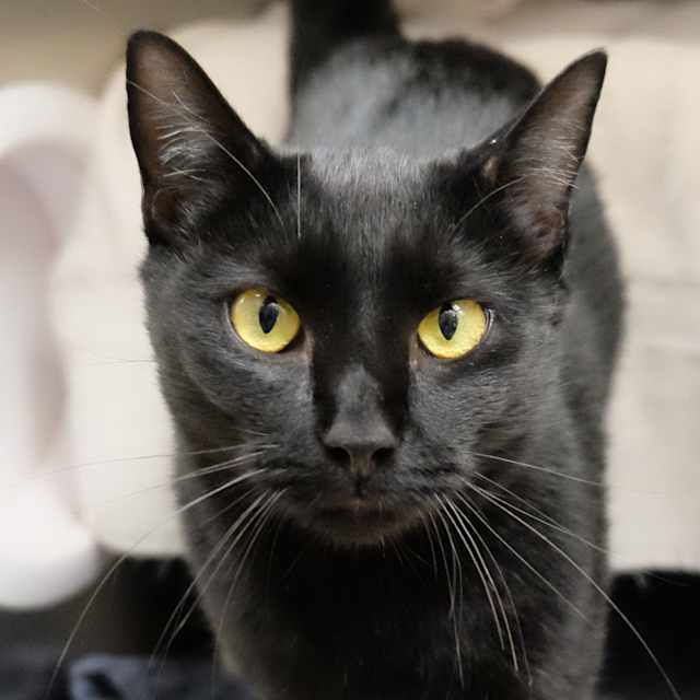 Family reunites with cat found 700 miles away in Ann Arbor