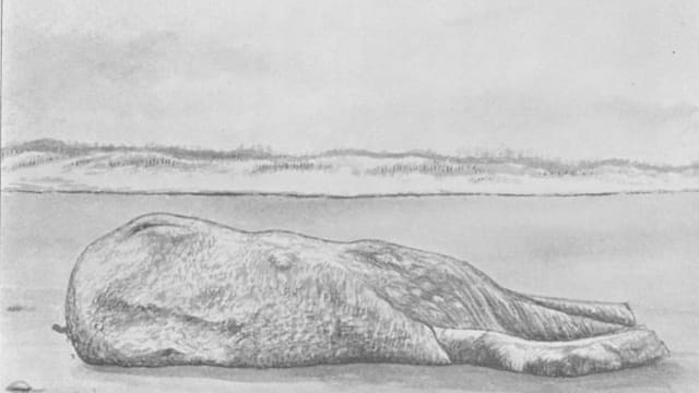 What is the 'Florida Monster?' The truth behind this century-long mystery