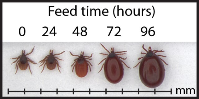 tick pictures michigan
