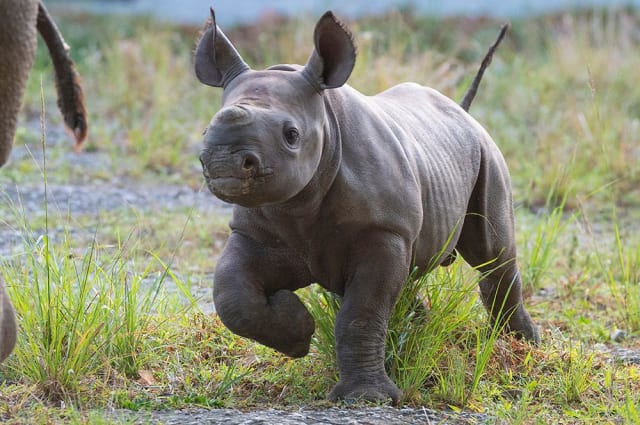 Endangered Black Rhino Baby Makes Public Debut At Zoo Baby Rhino Makes