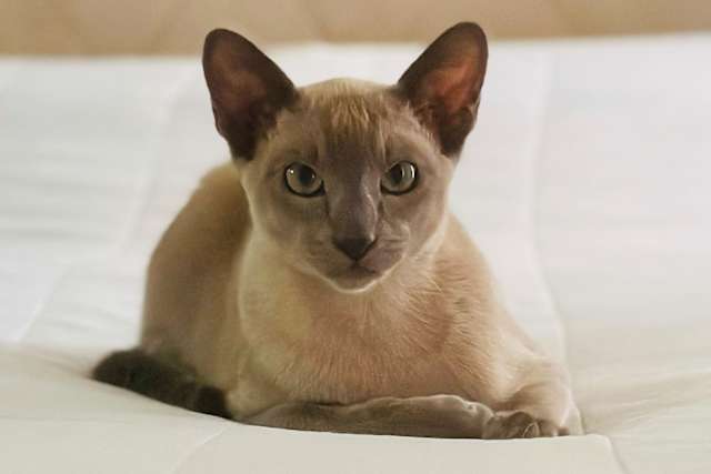 A cat named Leonardo da Pinchy doesn't want your affection. He