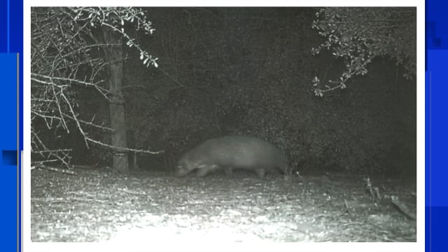 Texas Trail Camera Captures the Unthinkable: Astonishing Wildlife