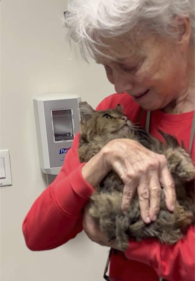 One cat s incredible reunion with its owner after the LA wildfires