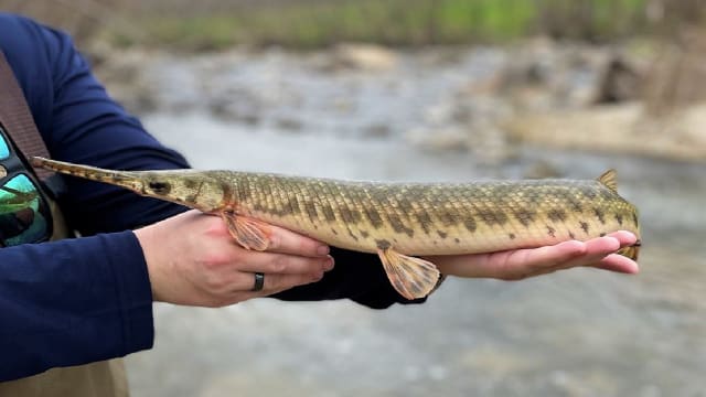 Spotted Gar: Expert Tips to Identify and Successfully Catch
