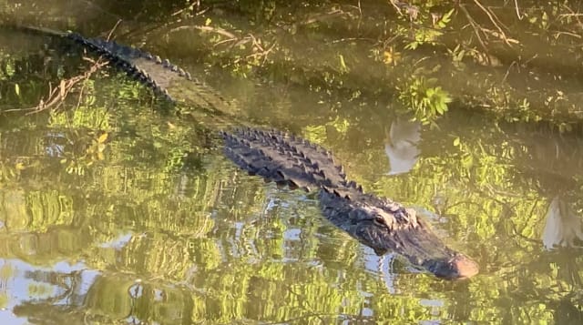 Beige & Green Camo Gator – Alligator King