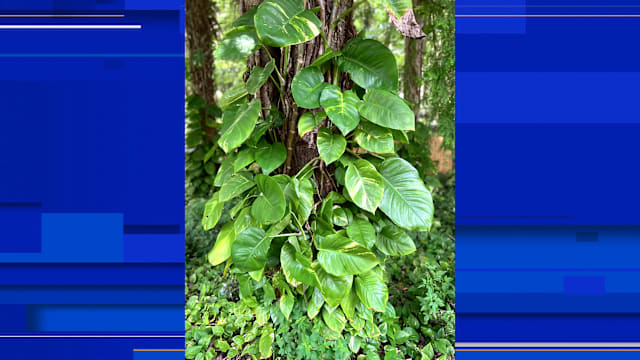 OH NO, POTHOS! Top 8 plants sold in stores that are invasive to Florida