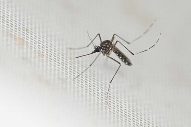 How to request mosquito help in Houston area counties