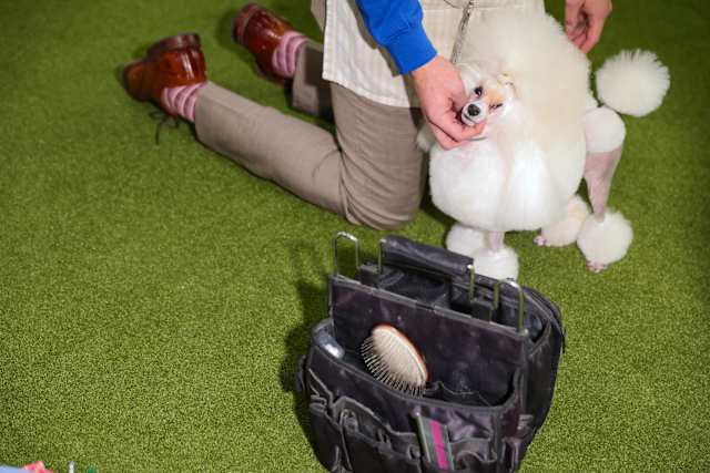 French bulldog is still top US breed, but is another gaining momentum? Of  corso