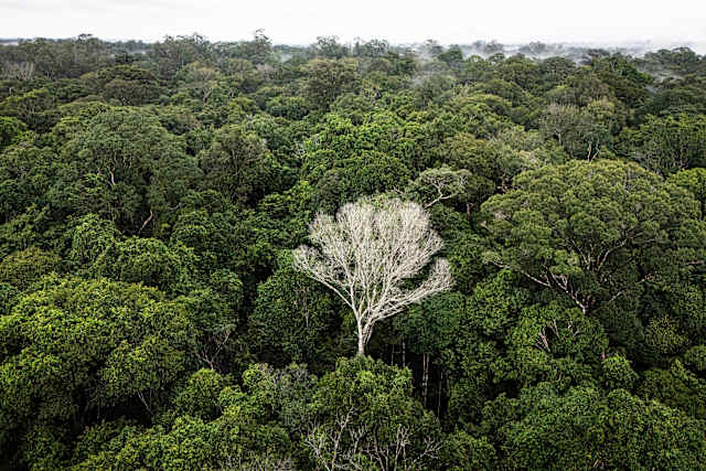 What would happen if the Amazon rainforest dried out? This decades-long experiment has some answers