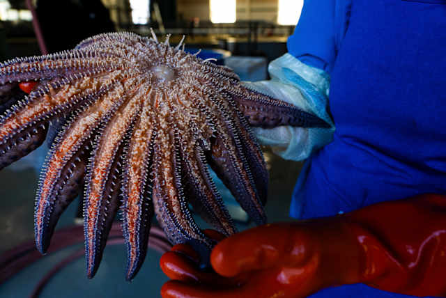 Scientists say they have solved the mystery of what killed more