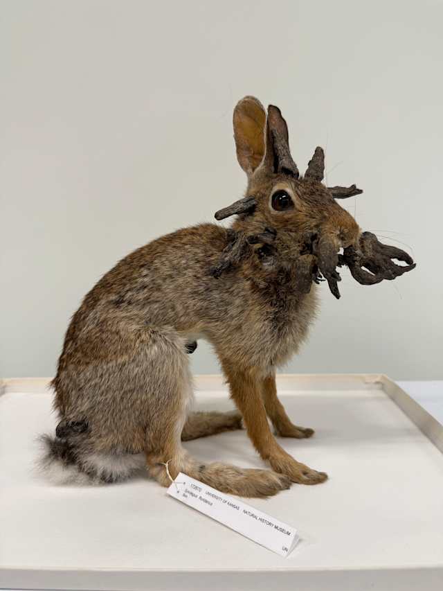 RABBIT☆ Rabbits with 'horns' in Colorado are being called 'Frankenstein