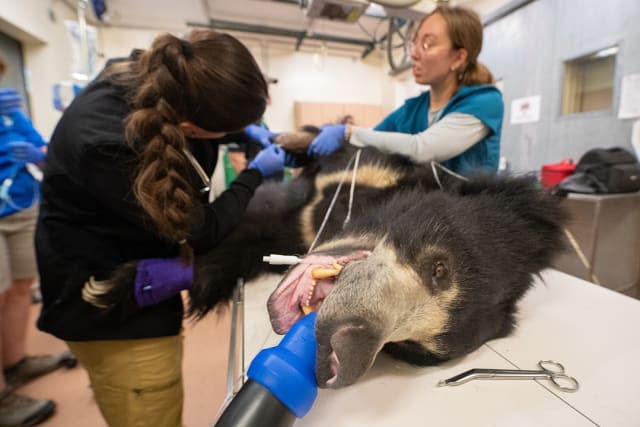 Zoo bears medical id hot sale