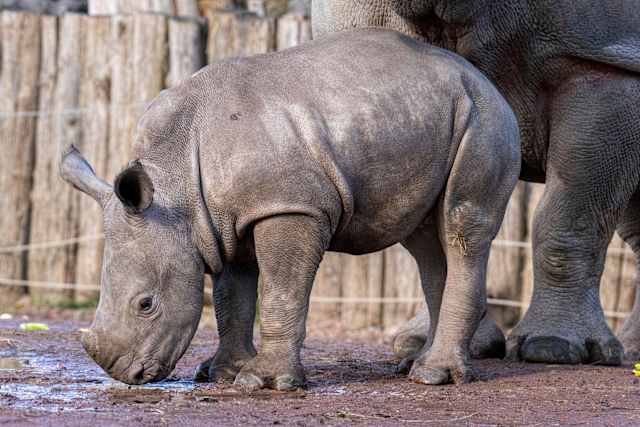 P. White Rhino PUP (from OC)【01】 Baby white rhino Nova makes her public debut at Belgium's Pairi