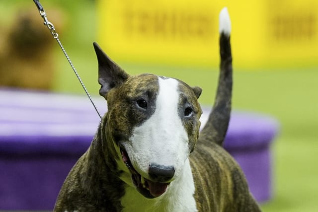 which dog won best in show at crufts 2019