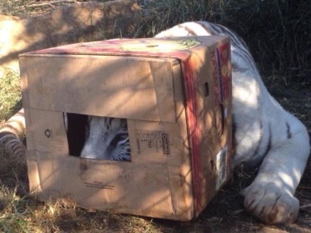 GALLERY: Zeus, tiger euthanized during Natural Bridge Zoo