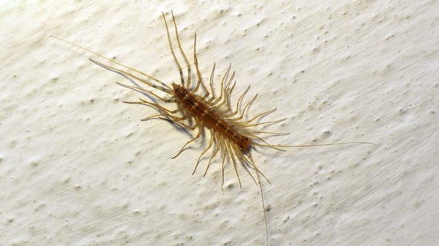 Michigan House Centipedes Why You Shouldn T Kill Them
