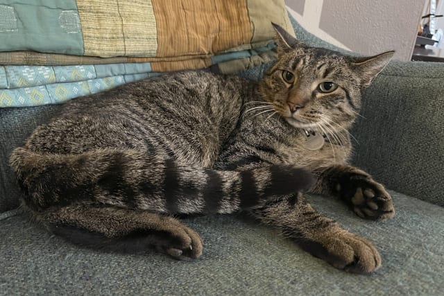 A cat named Drifter is safe after sneaking out and getting trapped