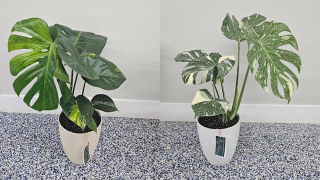 Publix is selling rare plants for a limited time in these Florida cities