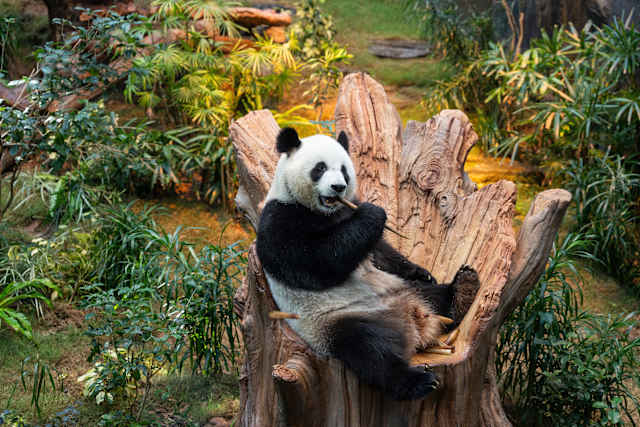 Hong Kong will display 2,500 panda sculptures to capitalize on a