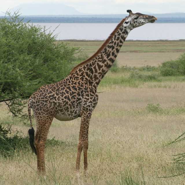 How many giraffe species are in Africa? New scientific analysis