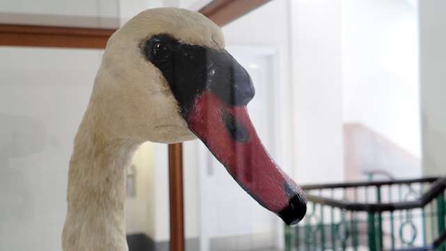 🦢 Taxidermy swan one of 150 artifacts in 'Orlando Collected' exhibit
