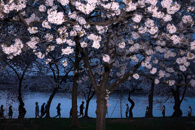Washington's cherry blossoms hit peak bloom, sending a fleeting