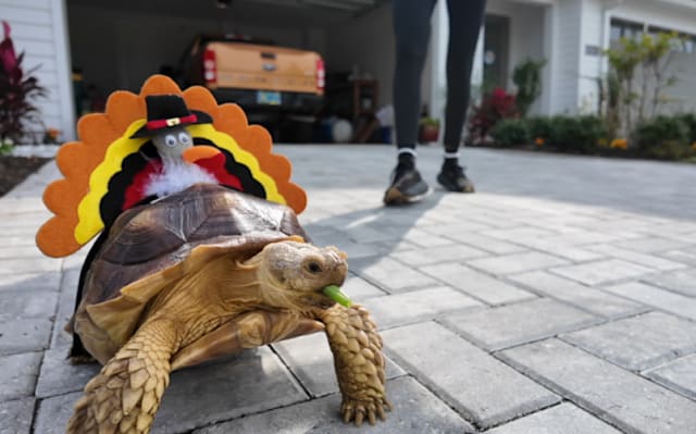 Not your average pet: Endangered tortoise inspires Jacksonville