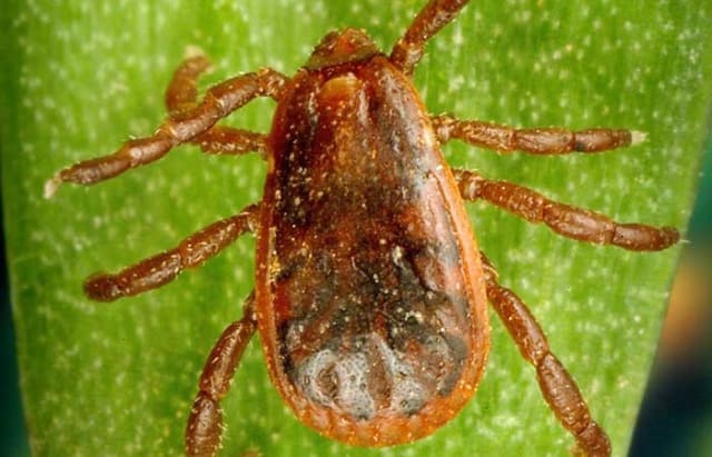 tick pictures michigan