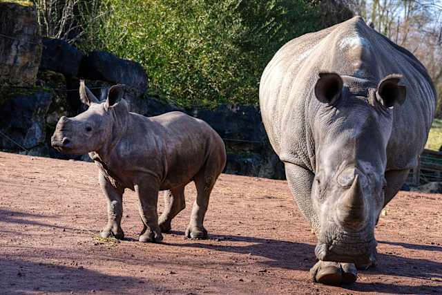 Baby white rhino Nova makes her public debut at Belgium's Pairi