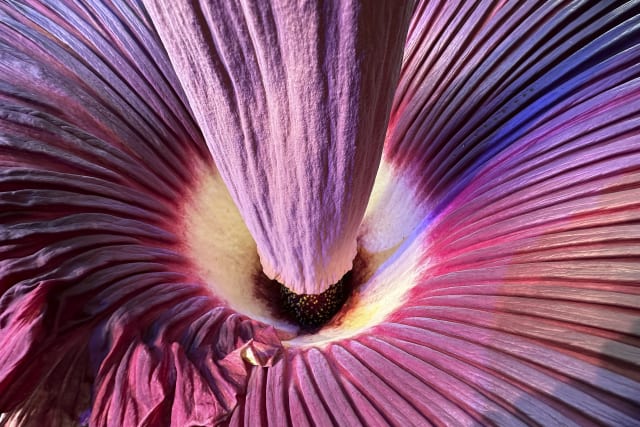 Visitors line up to see and smell a corpse flower's stinking bloom
