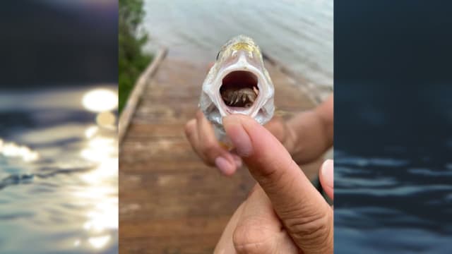 fish that uses tongue as lure Swimbait Sensation Alligator Snapping Turtle: The Fisherman