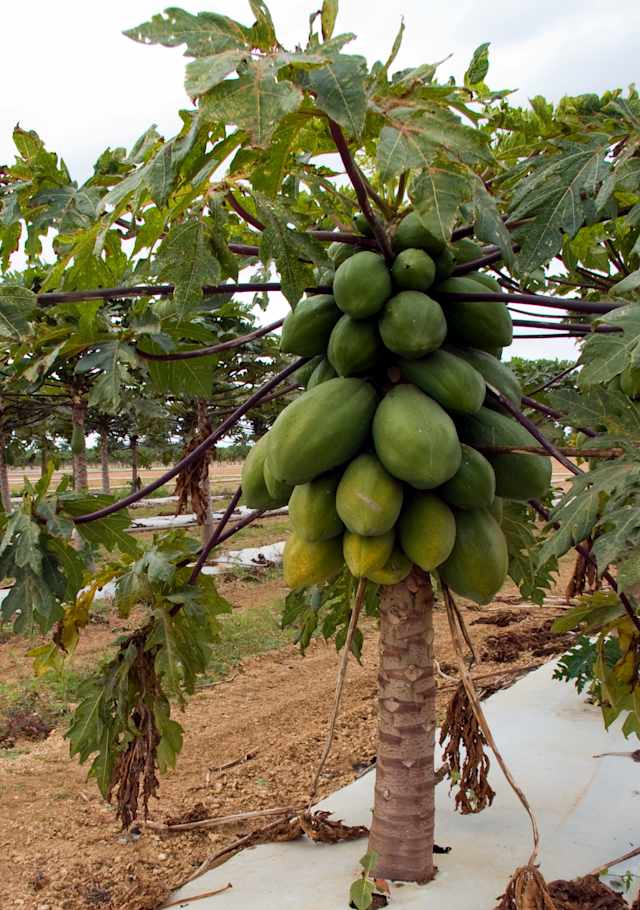 Want to grow papaya trees in your backyard? UF offers step-by-step guide to  growing success