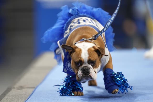 Patch crowned 'beautiful bulldog' at Drake University event Patch crowned 'beautiful bulldog' at Drake University event
