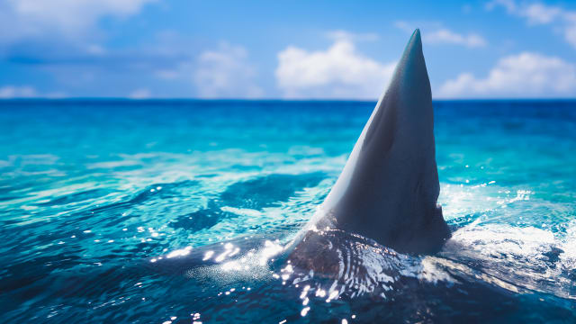 Here's where, when most shark attacks happen in Florida