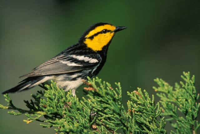 The golden-cheeked warbler's habitat in Central Texas has shrunk due to expanding suburban development.