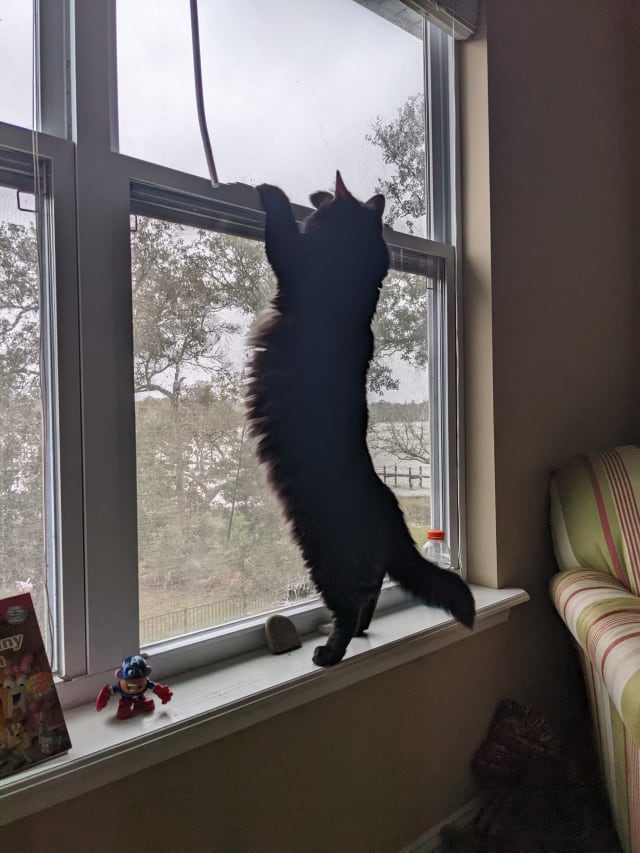 Oct. 27 is National Black Cat Day: Share your photos on SnapJAX